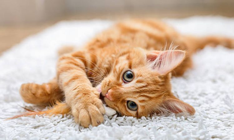 cat lifespan in human years