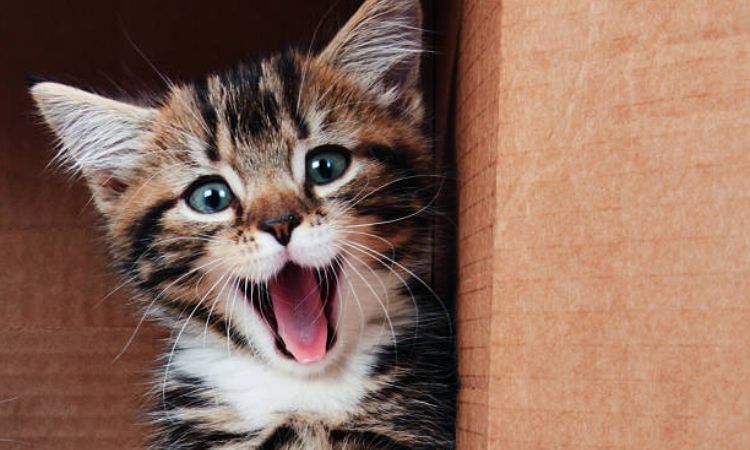 cat lifespan outdoor