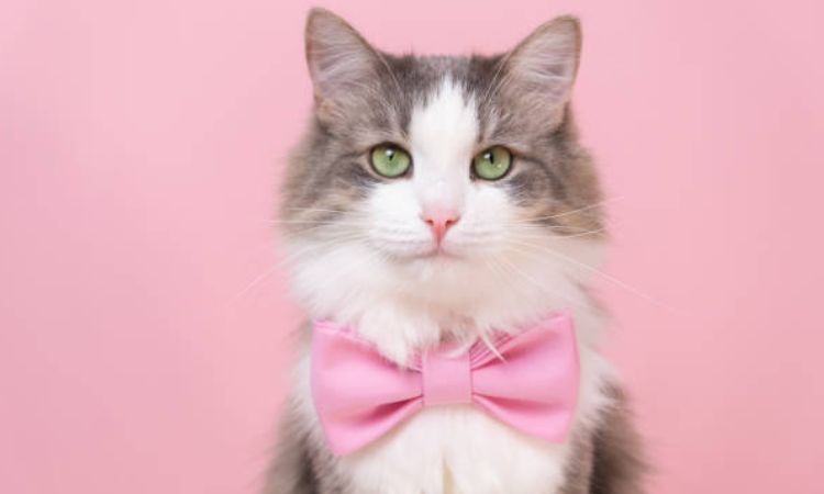 Cat Lifespan Secrets