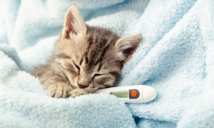 Symptoms of Cat Pneumonia