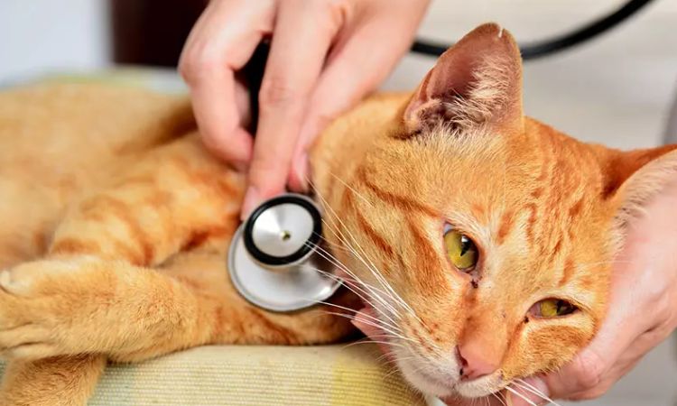 cat pneumonia survival rate
