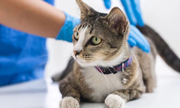 cat pneumonia treatment