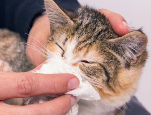 Cat Pneumonia: Symptoms, Survival Rate, and Life-Saving Treatment Guide for Owners