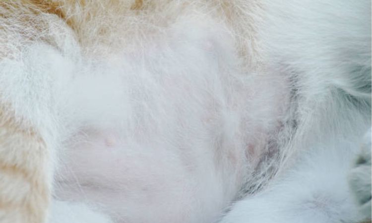 1 week pregnant cat nipples