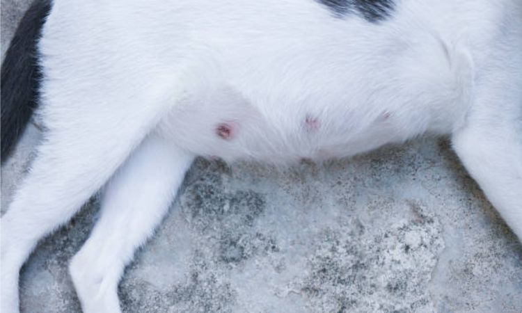 3 week pregnant cat nipples