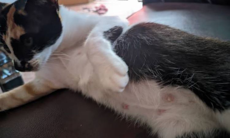 pregnant cat nipples week by week