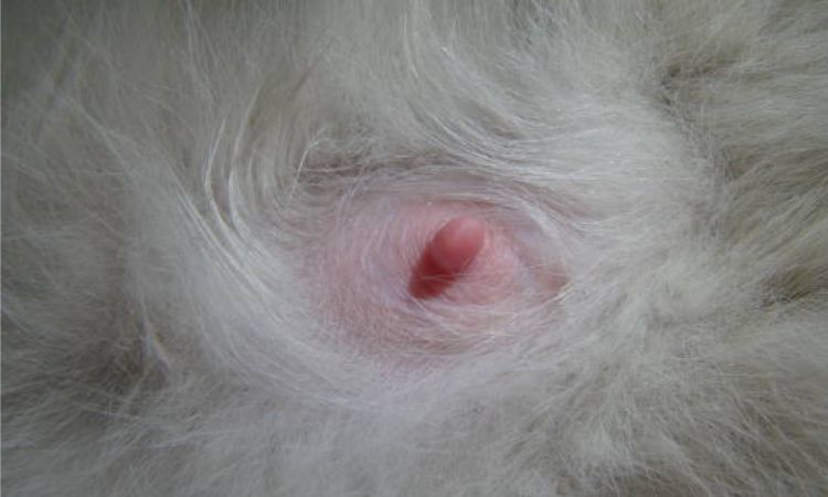 Rapid Growth and Pre-Lactation Prep