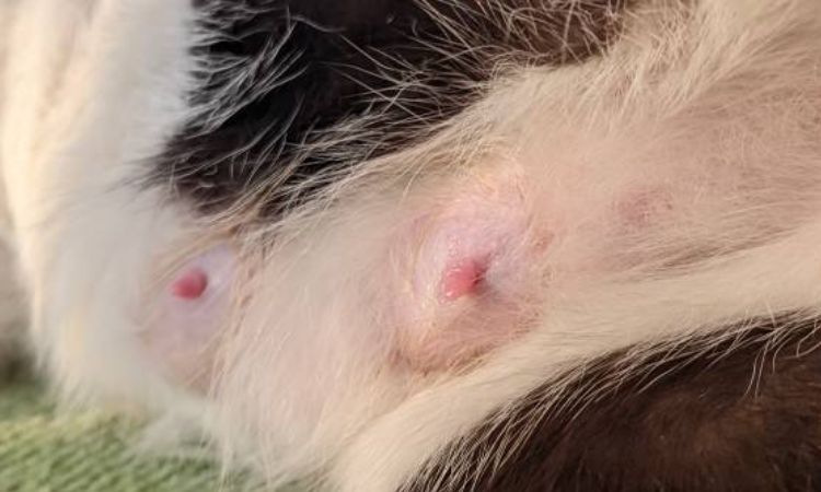 5 week pregnant cat nipples