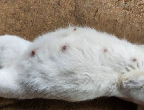 Cat Pregnancy Nipples: A Week-by-Week Visual Guide (1-5 Weeks)