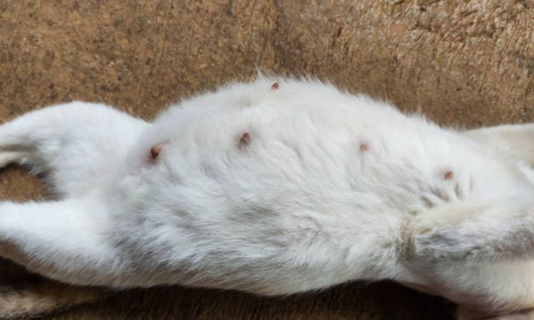 pregnant cat nipples week by week