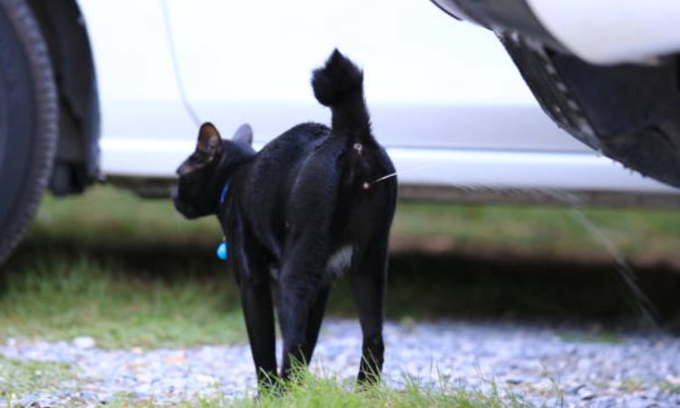 cat spraying urine in the house