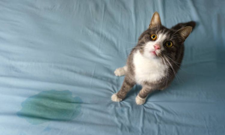 How to stop a cat from spraying indoors home remedies