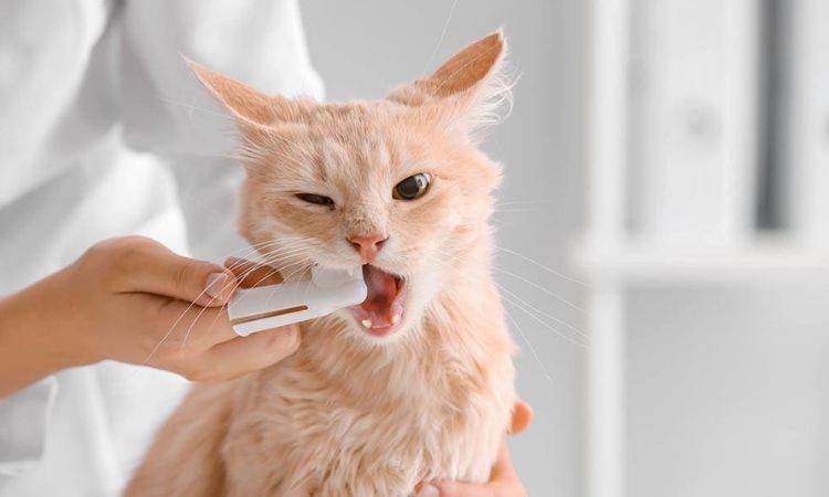 cat mouth sores home remedy