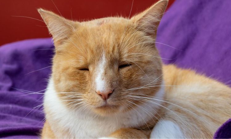 stomatitis in cats life expectancy