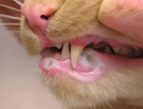 Cat Stomatitis & Mouth Sores: Causes, Home Remedies, and Life Expectancy