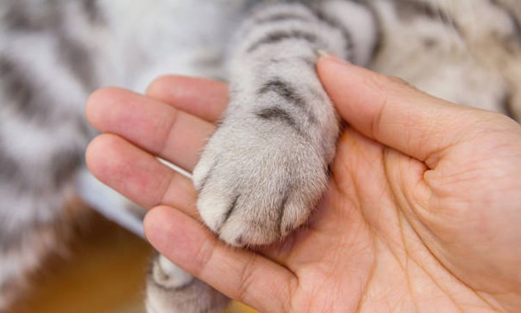 Care and Grooming for Multi-Toed Paws