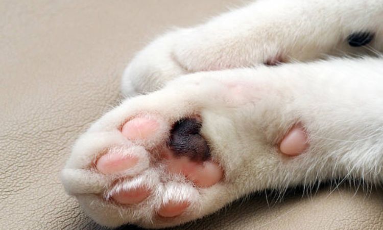 how many toes do cats have on each paw
