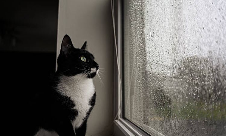 why is my cat depressed