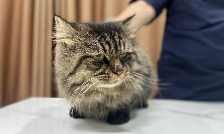 cat depressed what to do