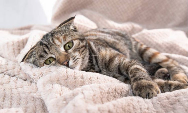 depressed cat symptoms