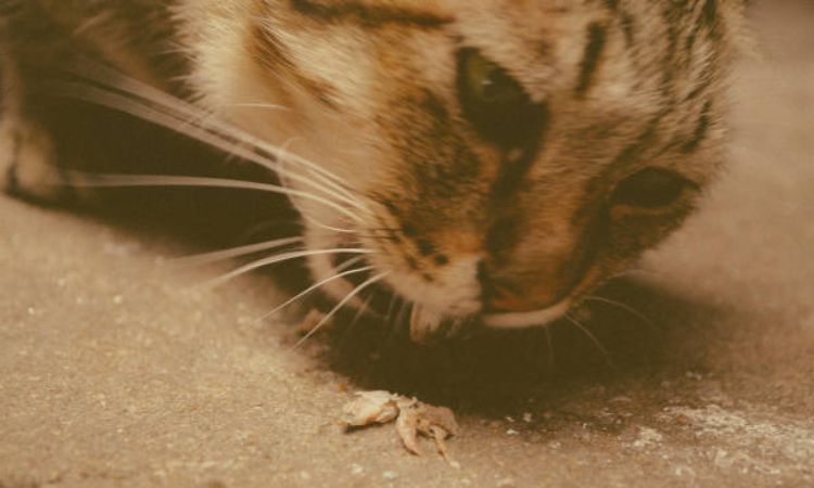 My cat ate a fly and threw up