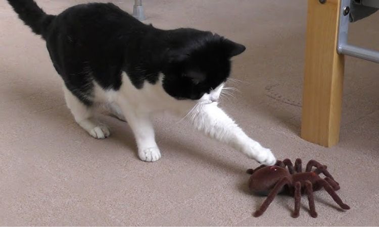 Do cats eat flies and spiders