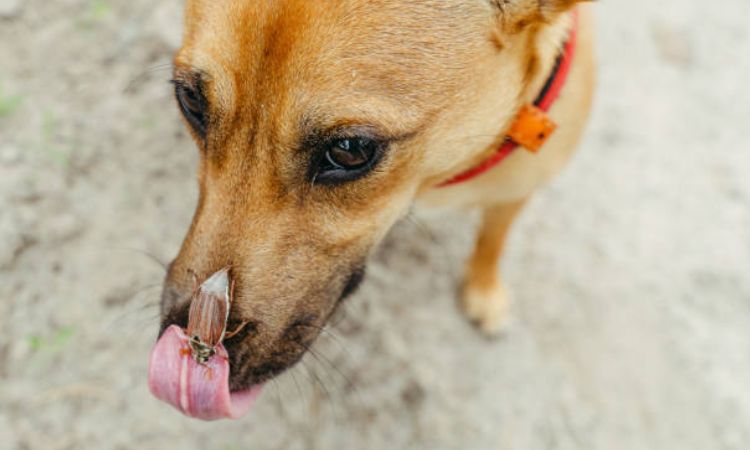 what happens if a dog eats cockroach poison