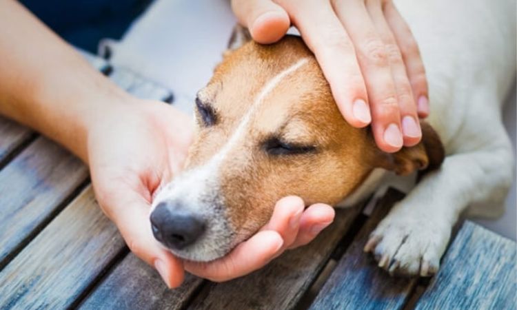 What to Do If Your Dog Eats Poison