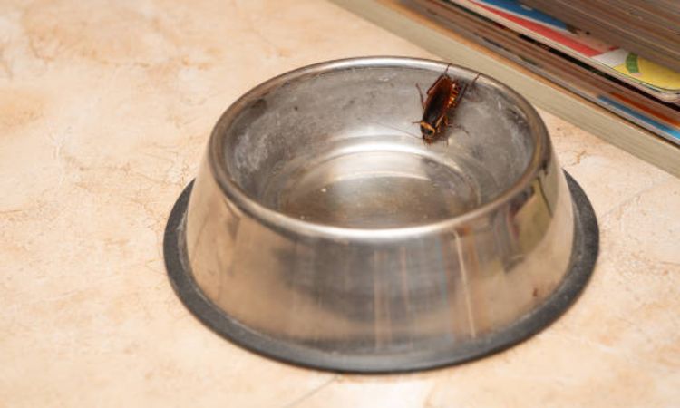 Do Dogs Eat Cockroaches