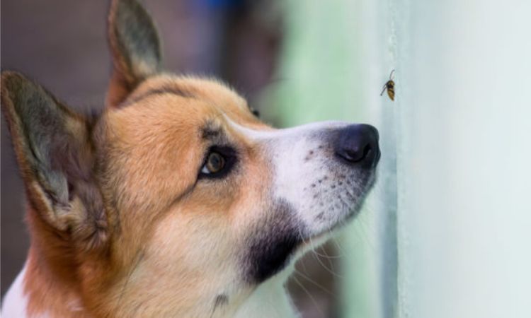 Can Dogs Get Worms from Eating Flies?