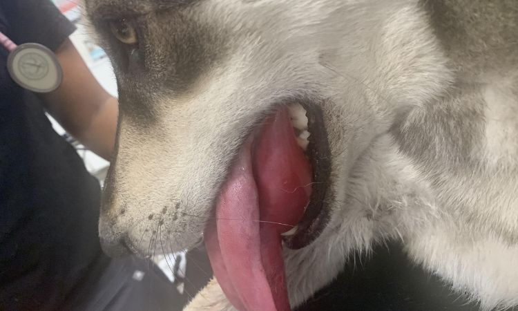 my dog ate a fly sprayed with raid