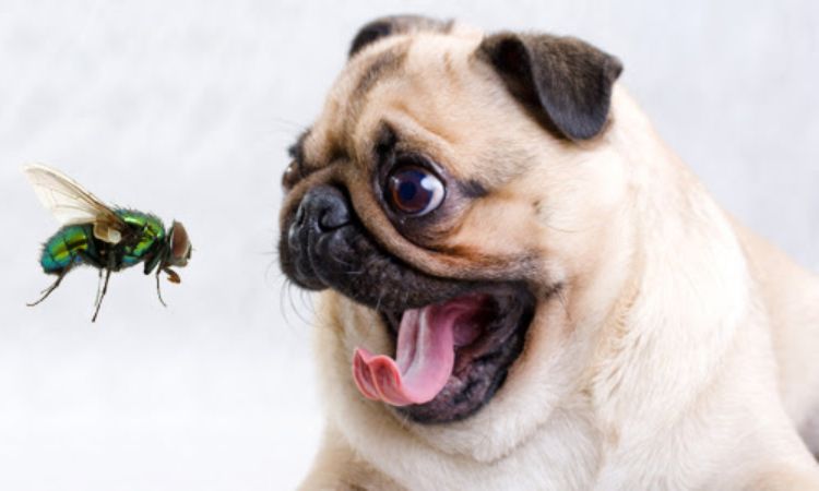 Why Dogs Eat Flies