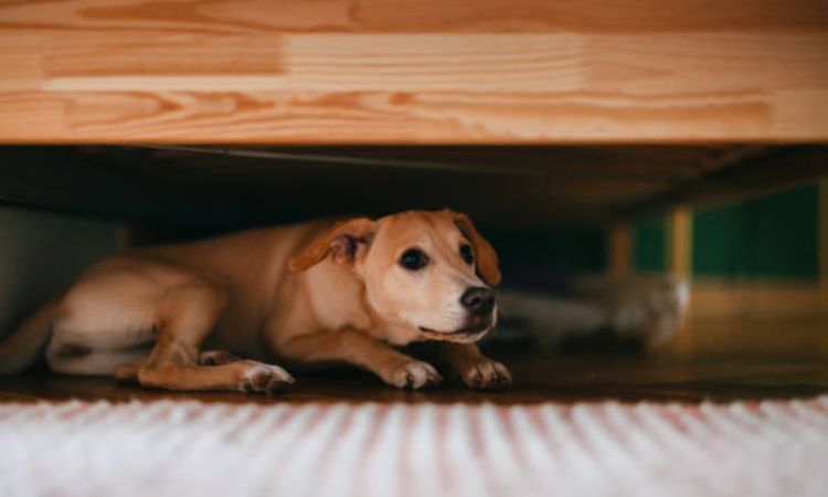 Over-the-Counter Calming Supplements and Products