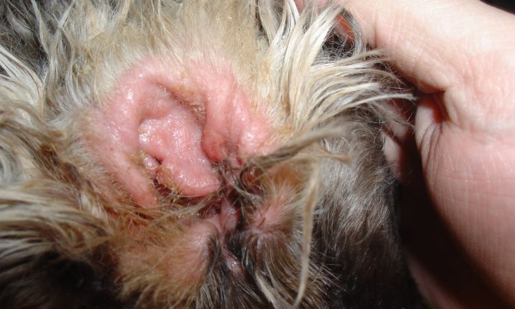 Common Causes of Dog Head Shaking