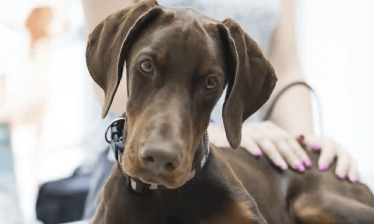 dog shaking head a lot home remedy