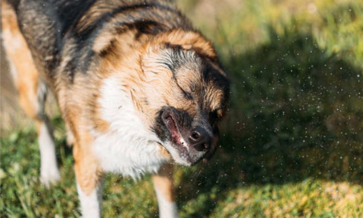 Understanding Head Shaking in Dogs