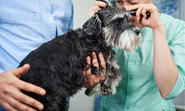 Safe Home Care Before You See the Vet