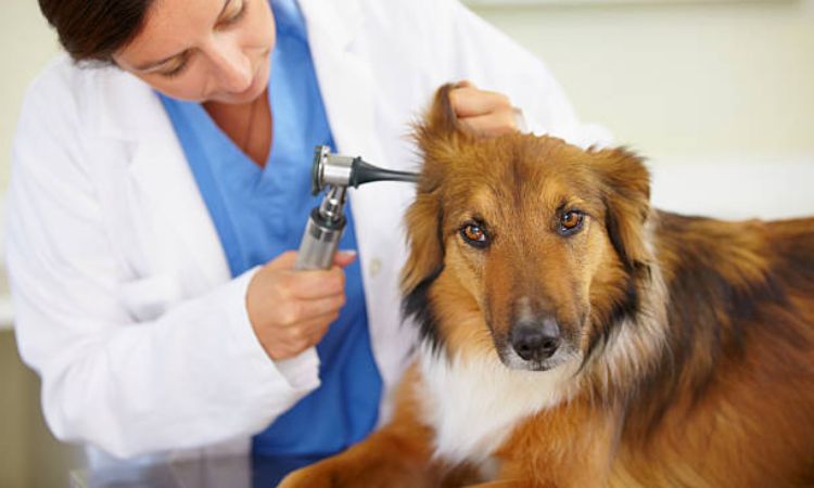 Veterinary Treatments for Dog Ear Problems