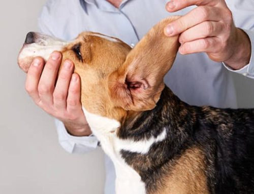 Dog smelly ears shaking head treatment