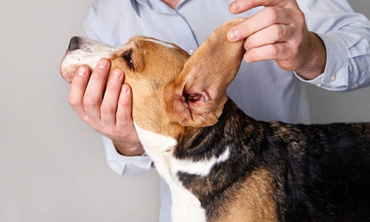 Main Causes of Smelly Ears and Head Shaking in Dogs