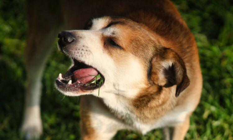 how to stop dog eating grass