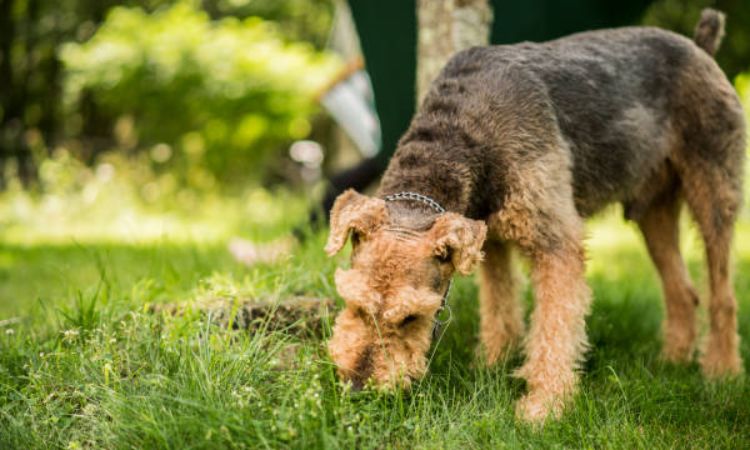 why dogs eat grass and vomit