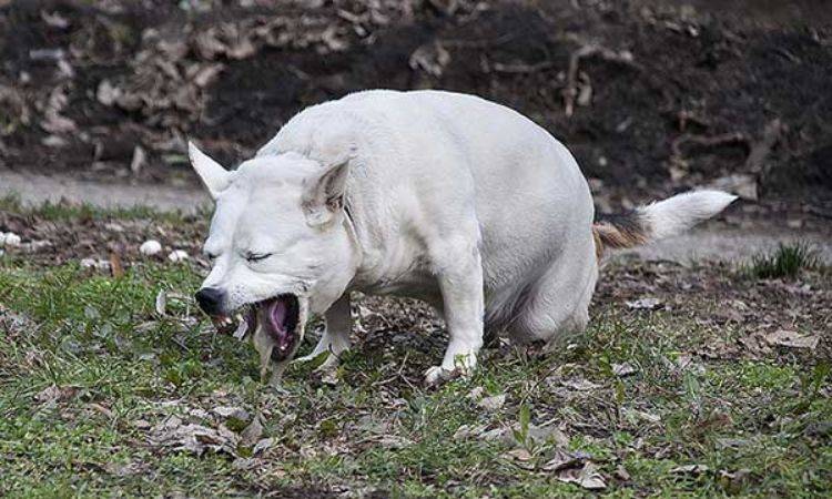 dog eating grass and vomiting