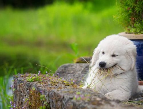 Dog Eating Grass Like Crazy and Throwing Up? The Vets’ Guide to Why and What You Must Do Now