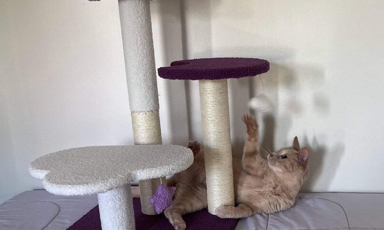 Frisco Star, Moon, and Cloud Cat Tree