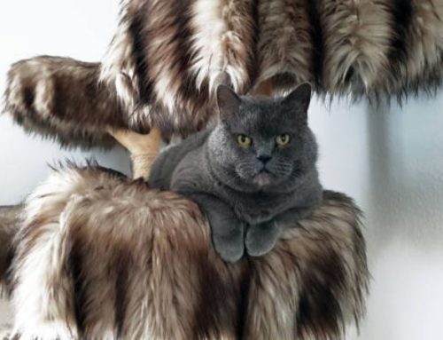 The 7 Best Heavy Duty Cat Trees for Large Cats and Extra-Large Breeds (2025 Guide)