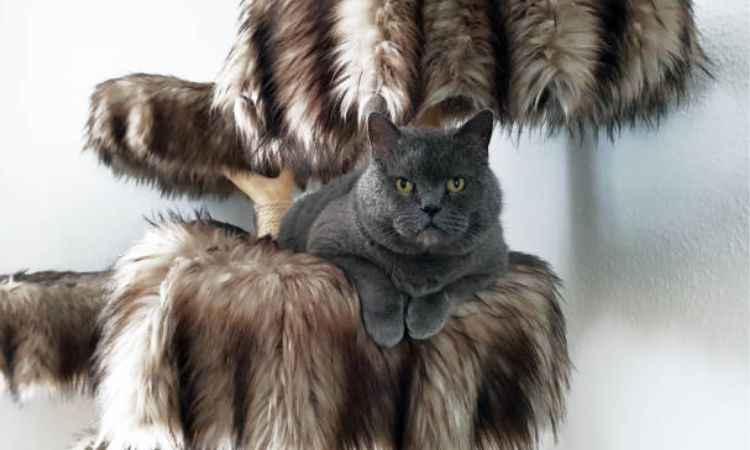 heavy duty cat tree for large cats