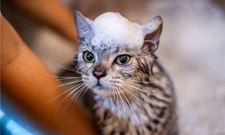 Flea-Repellent Homemade Cat Shampoo with Natural Oils