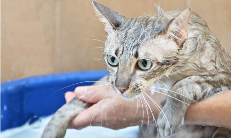 Oatmeal-Based Shampoo for Dandruff Relief