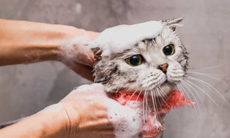 Coconut Oil-Infused Shampoo for Moisturizing and Dandruff Prevention